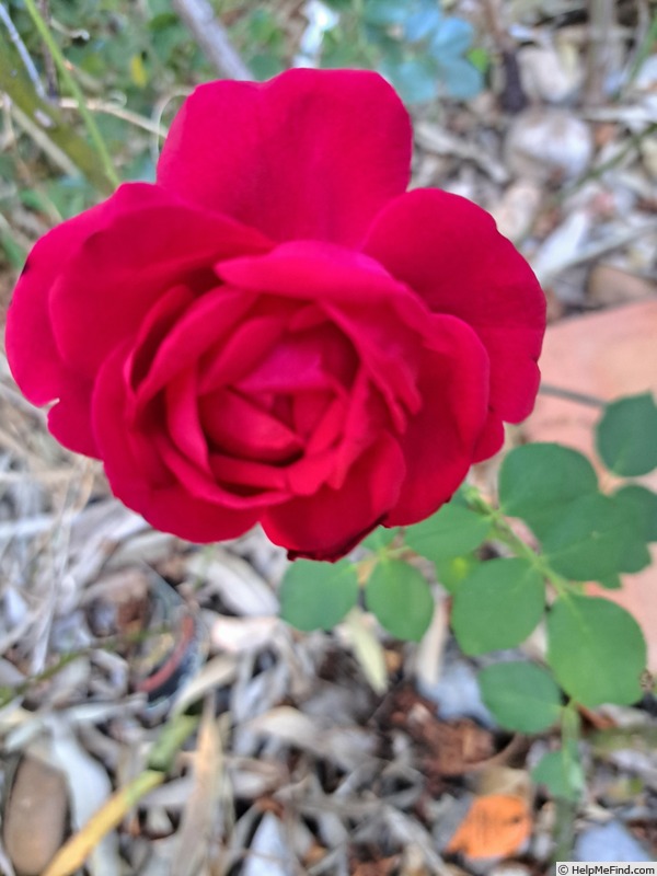 'Jubilé Papa Meilland ®' rose photo
