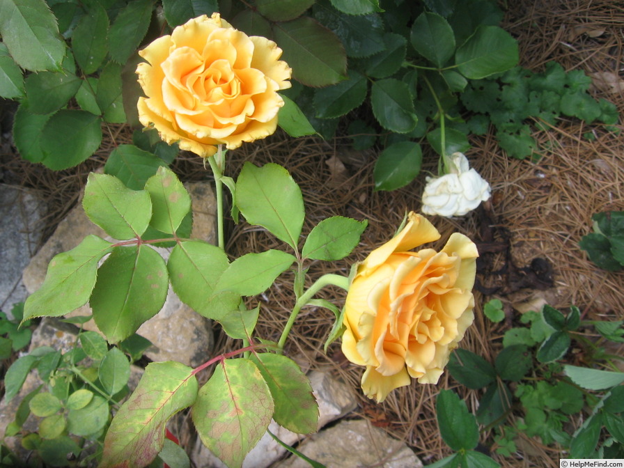 'Germiston Gold' rose photo
