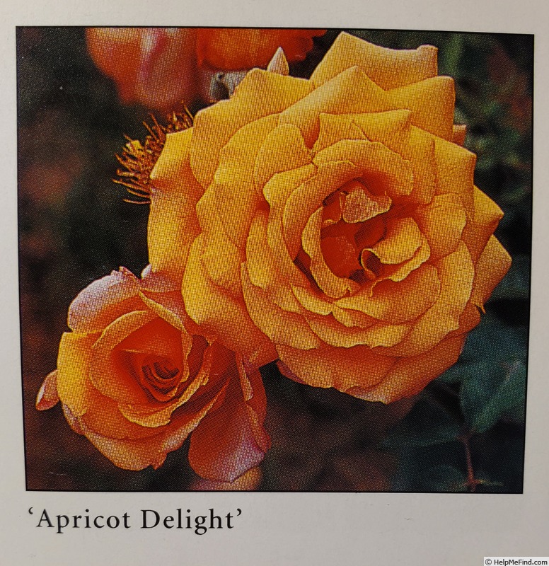 'Apricot Delight (hybrid tea, Delbard, 1975)' rose photo
