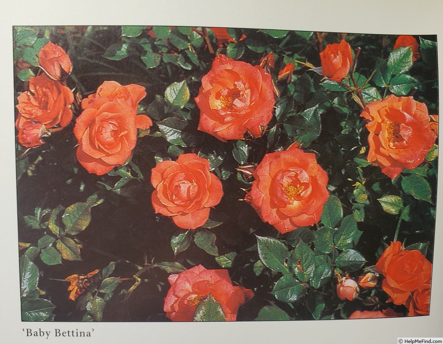 'Baby Bettina' rose photo