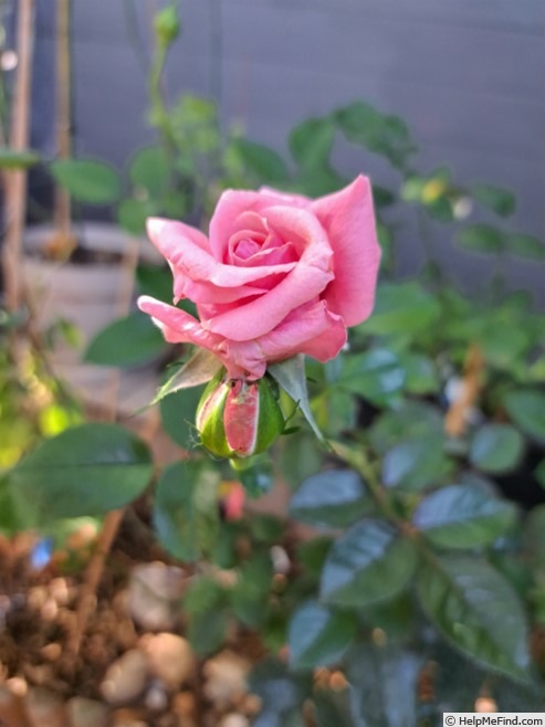 'Pink Voluptia ®' rose photo