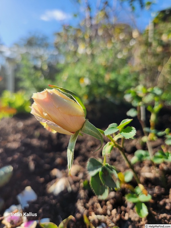 'PEJamigo' rose photo
