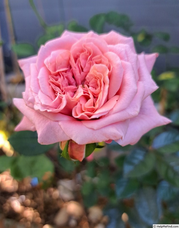 'Pink Voluptia ®' rose photo