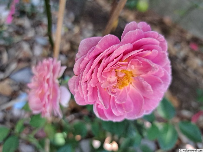 'Roses en Baie ®' rose photo