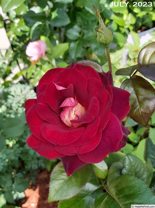 'Dark Knight (hybrid tea, Meilland before 2008)' rose photo