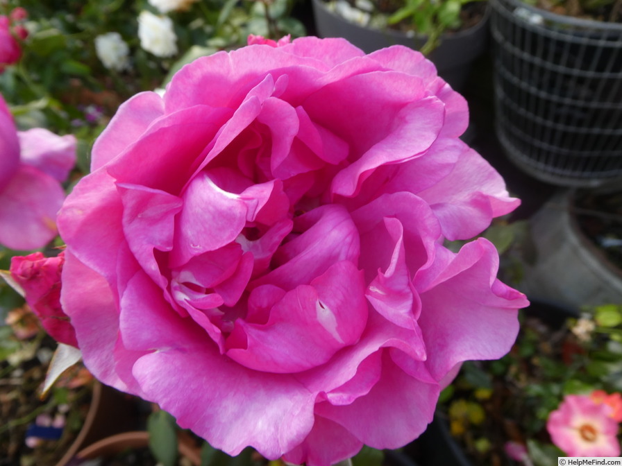 'Mr. Darcy' rose photo