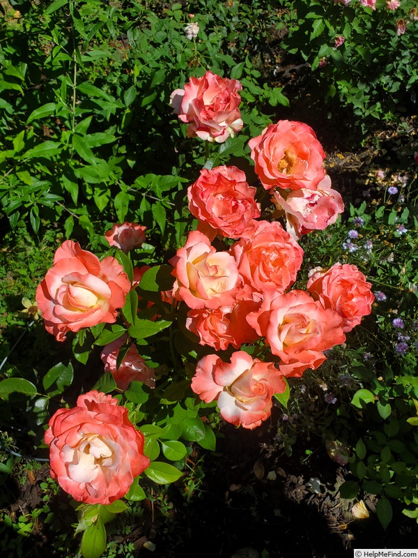 'Crescendo (hybrid tea, Zary 2010)' rose photo