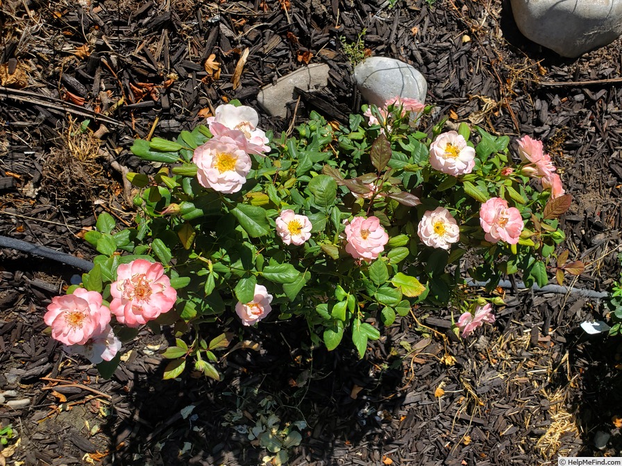 'English Miss' rose photo