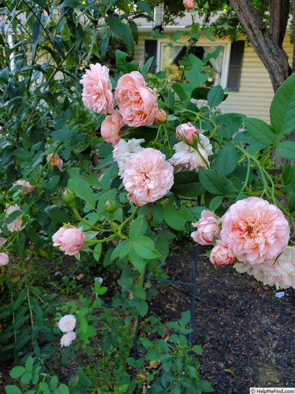 'Prairieville Prince' rose photo