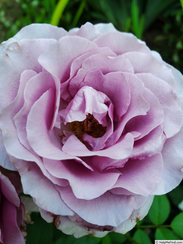'Sweetness ™ (grandiflora, Zary 2008)' rose photo