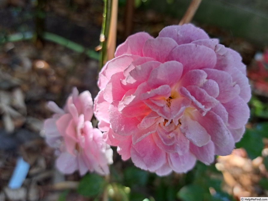 'Roses en Baie ®' rose photo