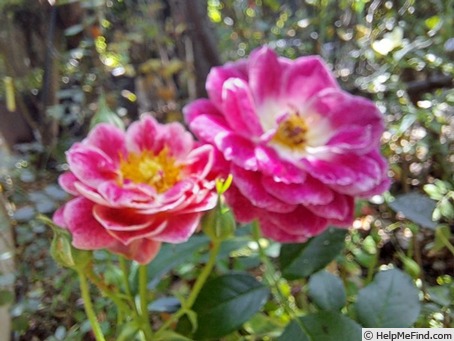 'Abbatiale de Pontigny ®' rose, click to enlarge 'Abbatiale de Pontigny ®' rose photo