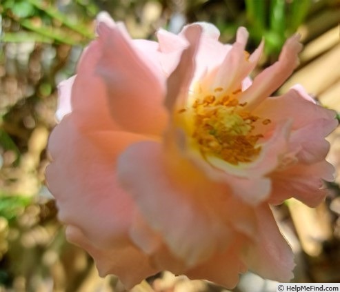 'Panthère Rose ®' rose photo