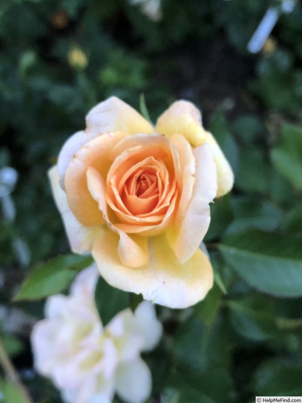 'Gaye Hammond' rose photo