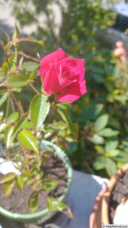 'New Orleans (miniature, King, 1987)' rose photo