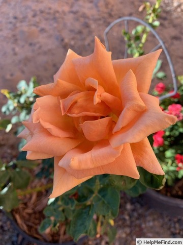 'Oldtimer' rose photo