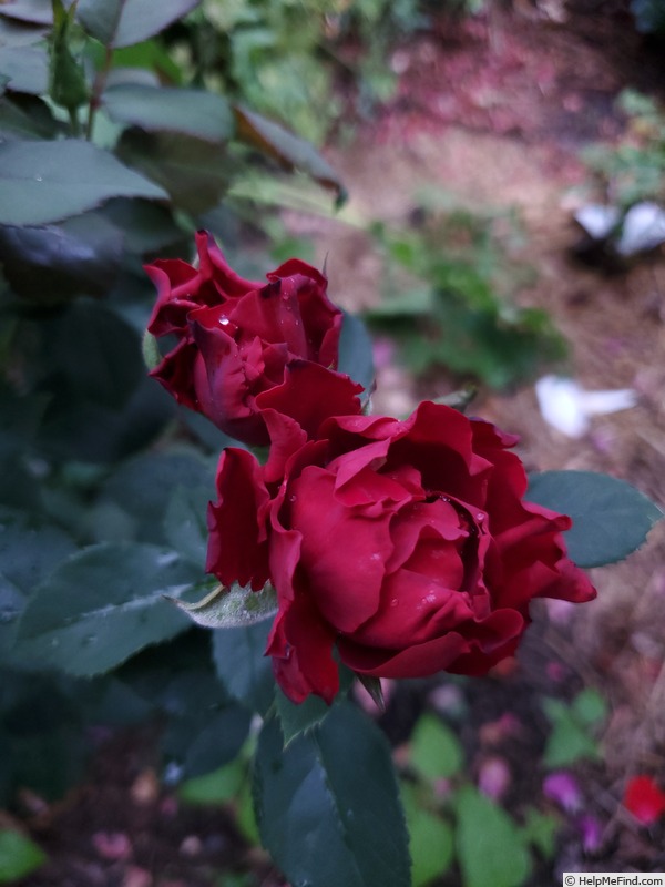 'Dancing In The Dark ™' rose photo