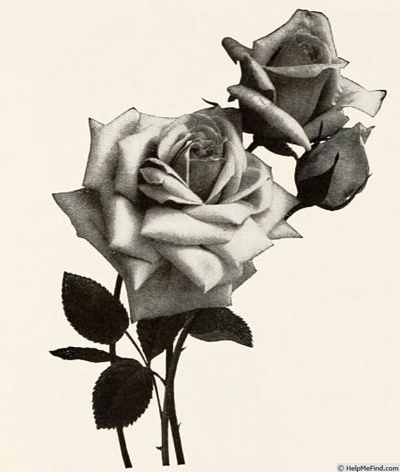 'Rosemary (hybrid tea, Hill, 1907)' rose photo