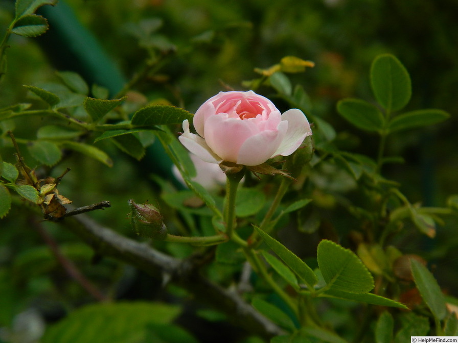 '0-47-19 X Tom Thumb #2' rose photo