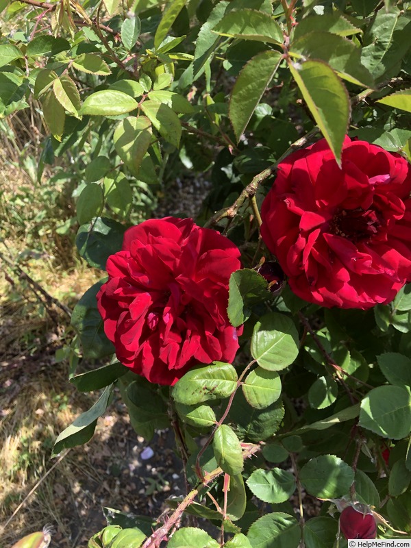 'AKA 10-17' rose photo
