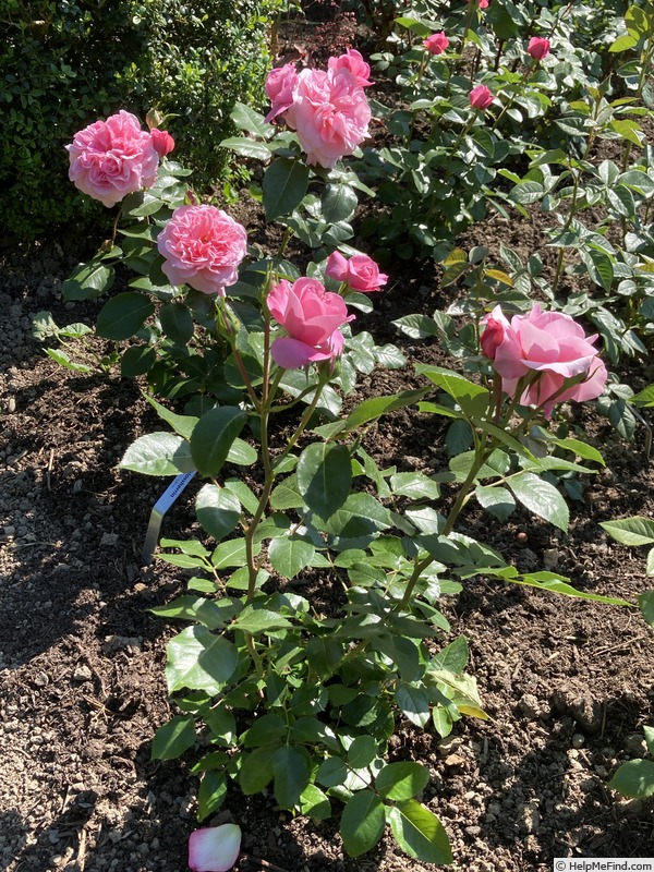 'Schlossherrin' rose photo