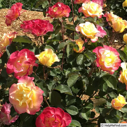 'Gumball Goody™' rose photo