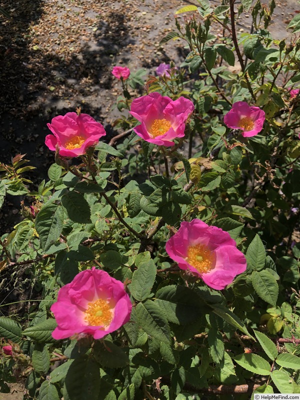 'AKA 136-19' rose photo