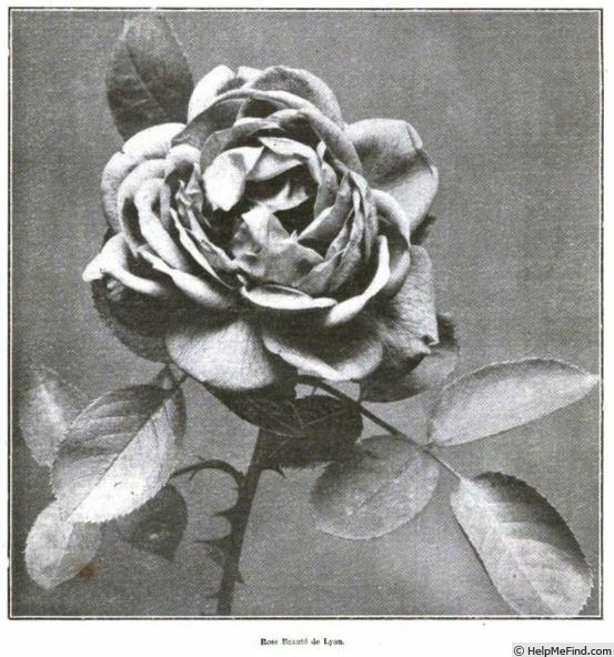 'Beauté de Lyon (Pernetiana, Pernet-Ducher, 1907)' rose photo