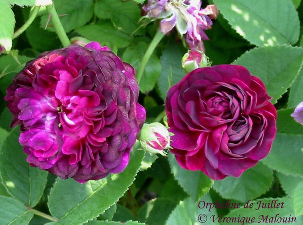 'Orpheline de Juillet (gallica, Unknown, before 1835)' rose photo