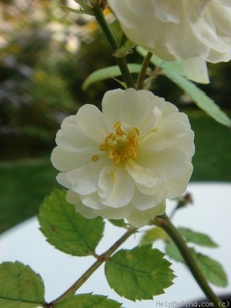 'Marthe Cahuzac' rose photo