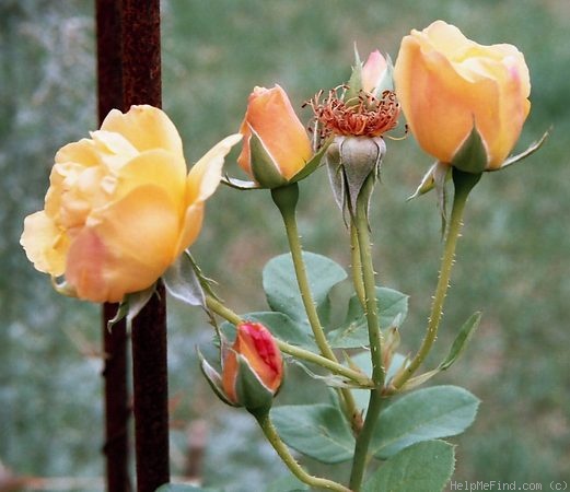 'Dreaming Spires (Large Flowered Climber, Mattock, 1973)' rose photo