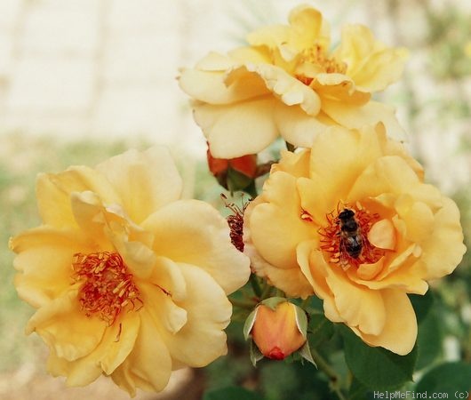 'Dreaming Spires (Large Flowered Climber, Mattock, 1973)' rose photo