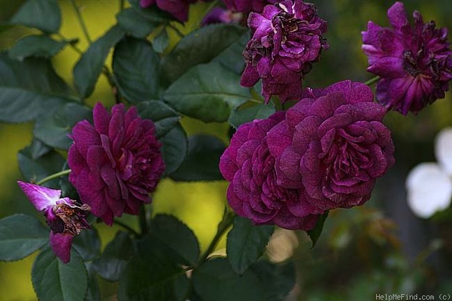 'Ebb Tide ™ (floribunda, Carruth 2001)' rose photo