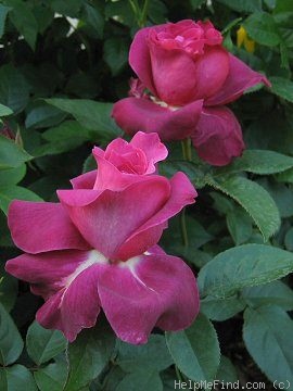 'Intrigue (floribunda, Warriner 1982)' rose photo