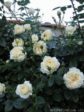 'Mon Jardin & Ma Maison ®' rose photo