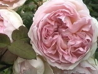 'Eglantyne' rose photo
