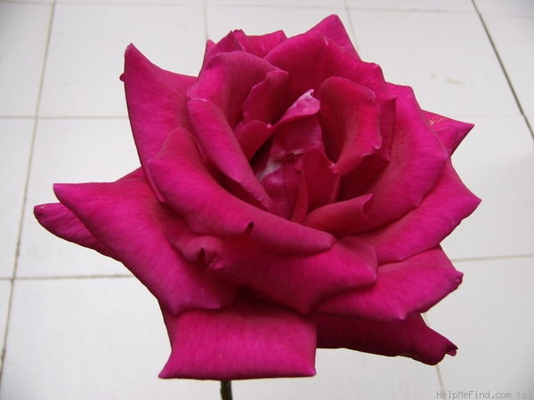 'Ljuba Rizzoli ®' rose photo