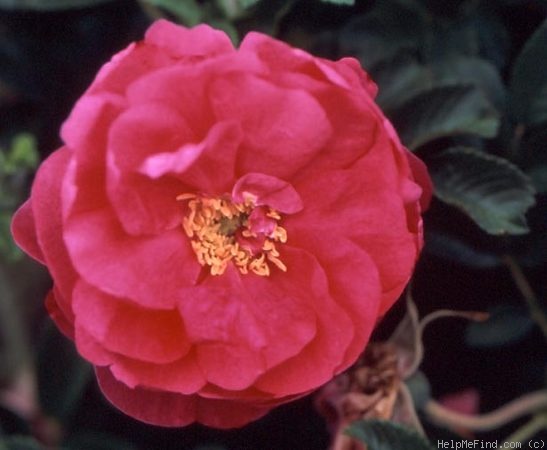 'David Thompson' rose photo
