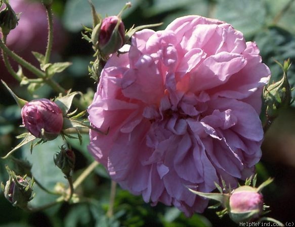 'Foliacée (centifolia, Descemet 1810)' rose photo