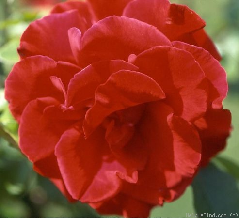 'Fontaine (hybrid tea, Tantau, 1969)' rose photo