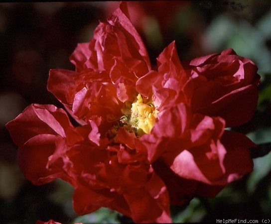 'Général Galliéni' rose photo