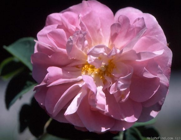 'Gloire de Guilan' rose photo