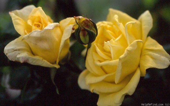 'Golden Dawn, Cl. (cl. hybrid tea, Armstrong 1935)' rose photo