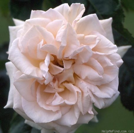 'Hélène de Gerlache' rose photo