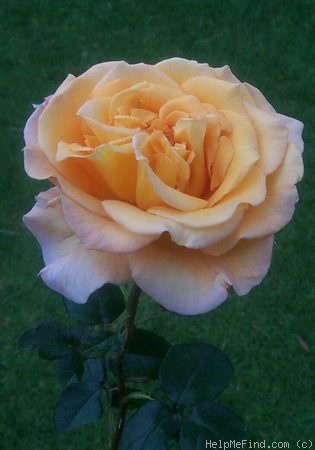 'Whisky (hybrid tea, Tantau, 1967)' rose photo