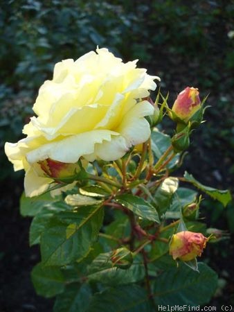 'Cläre Grammerstorf' rose photo