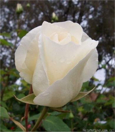 'Virgo' rose photo