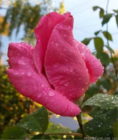 'Eiffel Tower' rose photo