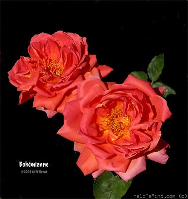 'Bohémienne' rose photo