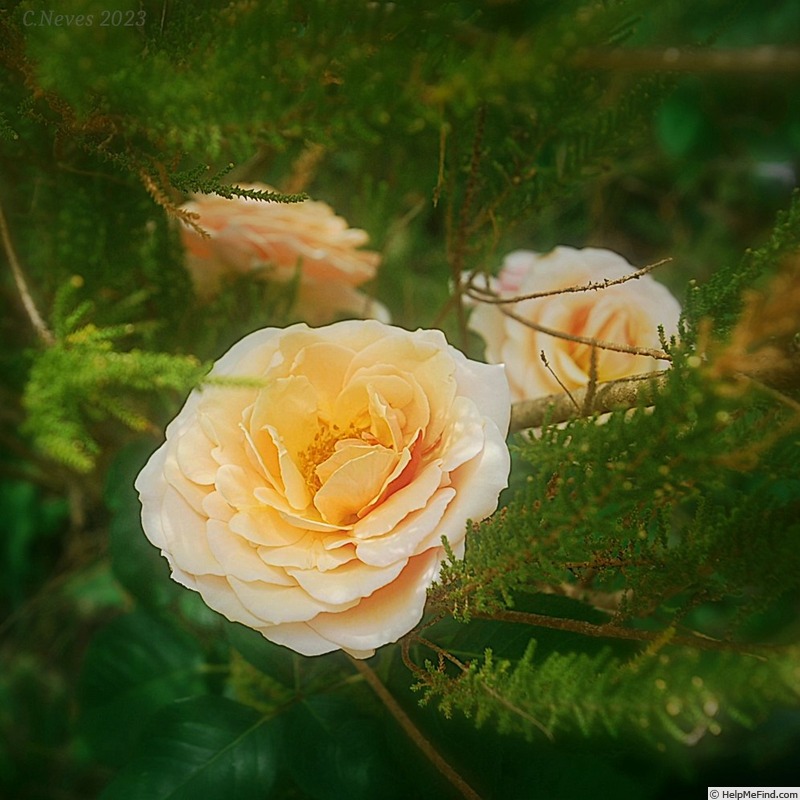 'Lady Jane Grey ™ (hybrid tea, Harkness, 1997)' rose photo